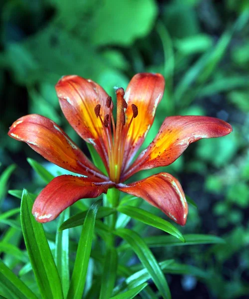 Hermosa Lily en luz natural enfoque selectivo —  Fotos de Stock