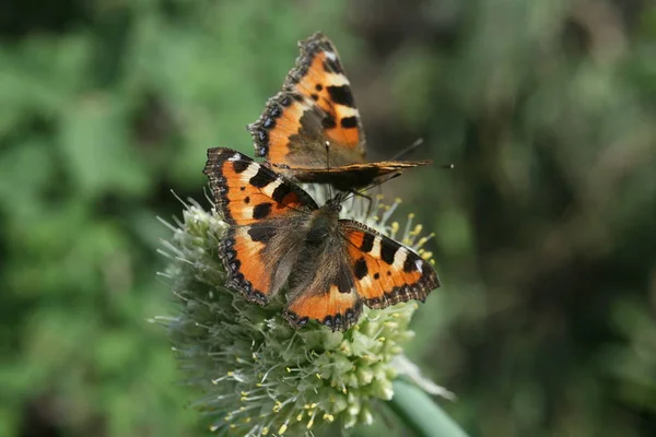 Две сыпи бабочки на цветущей аллии — стоковое фото
