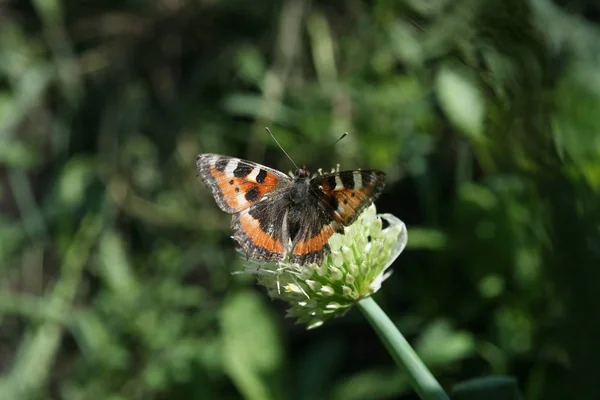 Eruzione cutanea della farfalla sull'allium fiorito — Foto Stock