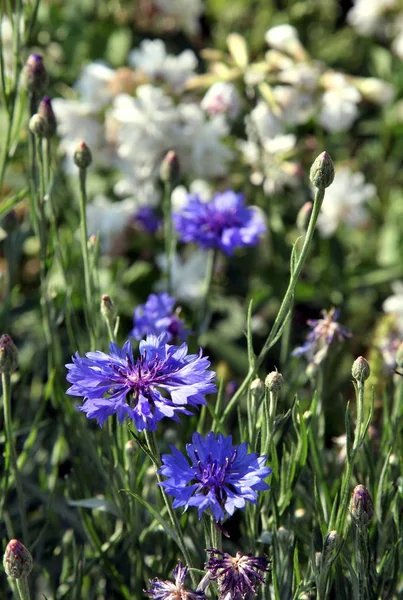 Flor de aciano azul entre hierba verde — Foto de Stock