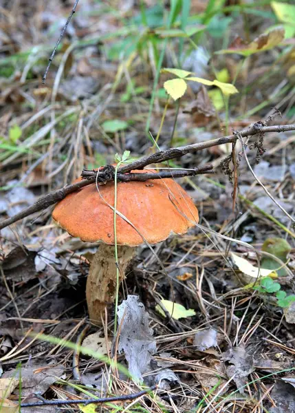 Boleto de cogumelos na grama — Fotografia de Stock