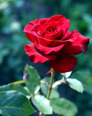 Rose bud bahçede doğal arka plan üzerinde