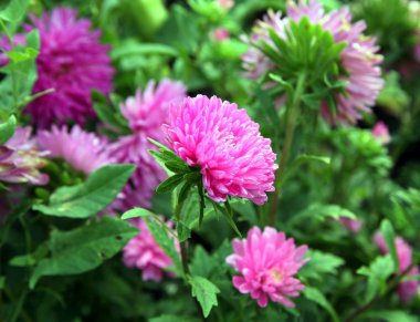 Sonbahar çiçekler. Pembe Astra.