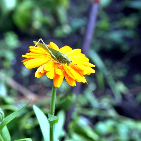 Green grasshopper drinking water on the yellow flower — Stock Photo, Image