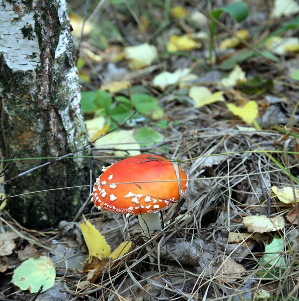 Vackra fläckig röd svamp i en glänta i skogen — Stockfoto