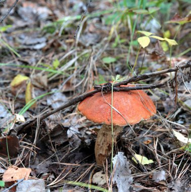 Çimenlerde mantar mantarı var.