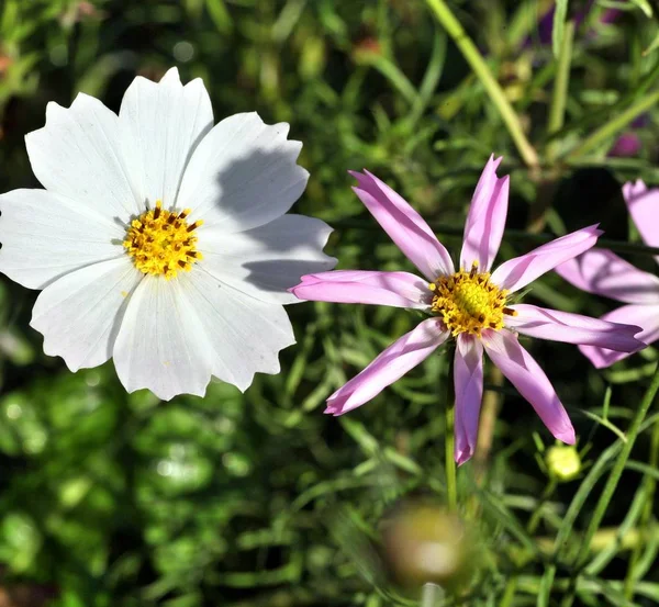 Kosmeya ou cosmos flor rosa e branca — Fotografia de Stock