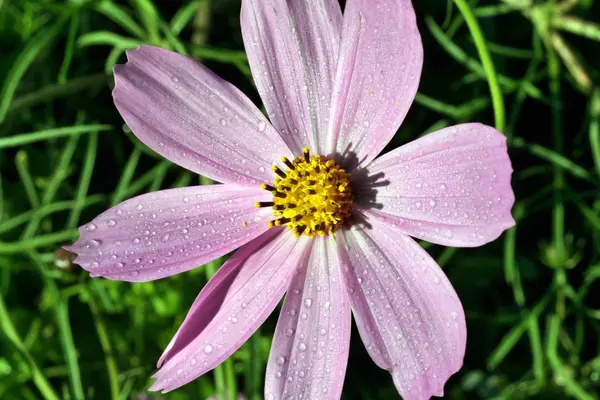 Kosmeya or cosmos pink flower — Stock Photo, Image
