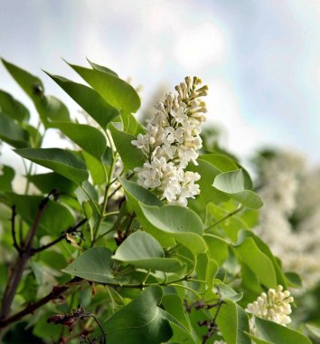 Beyaz Lila çiçek çiçek açmış. Makro fotoğraf.