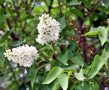 Beyaz Lila çiçek çiçek açmış. Makro fotoğraf.
