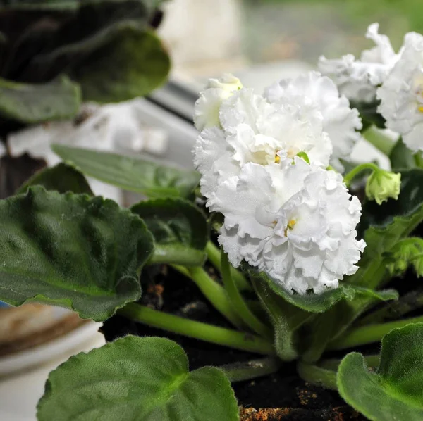 Beautifully blooming white violets on the window. Closeup. — Stock Photo, Image