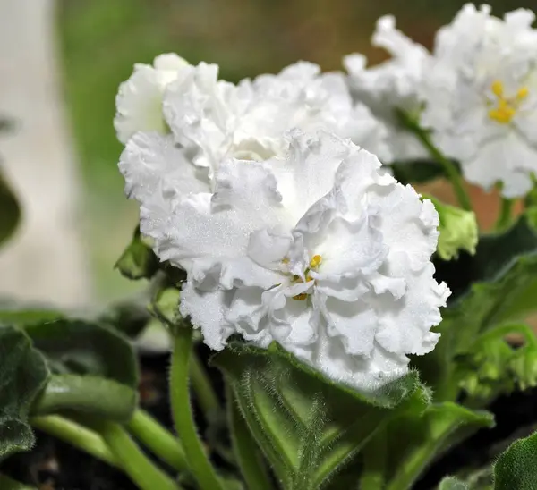 Beautifully blooming white violets on the window. Closeup. — Stock Photo, Image