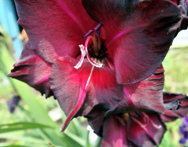 Mieczyk jasne czerwone kwiaty — Zdjęcie stockowe