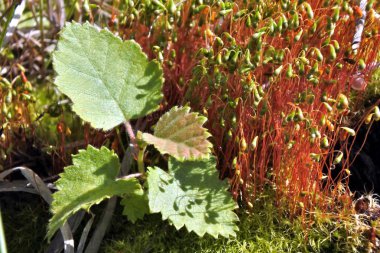 Yosun arasında küçük huş büyüdüm.