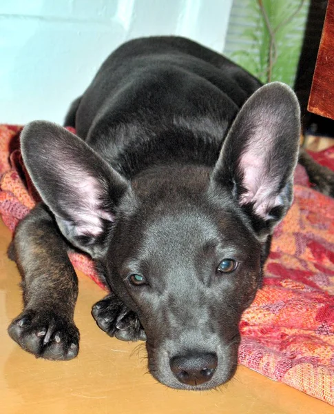 Young brown dog resting — Stock Photo, Image