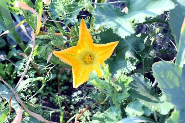 Flor de calabaza en el jardín. Enfoque selectivo de imagen — Foto de Stock