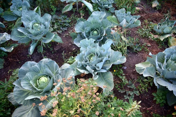 Kohl reift im Garten — Stockfoto