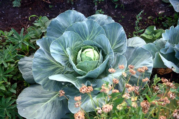Lahana bahçesinde olgunlaşır. Yakın çekim.