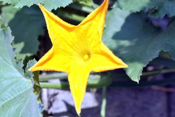 Flor de calabaza en el jardín. Enfoque selectivo de imagen — Foto de Stock