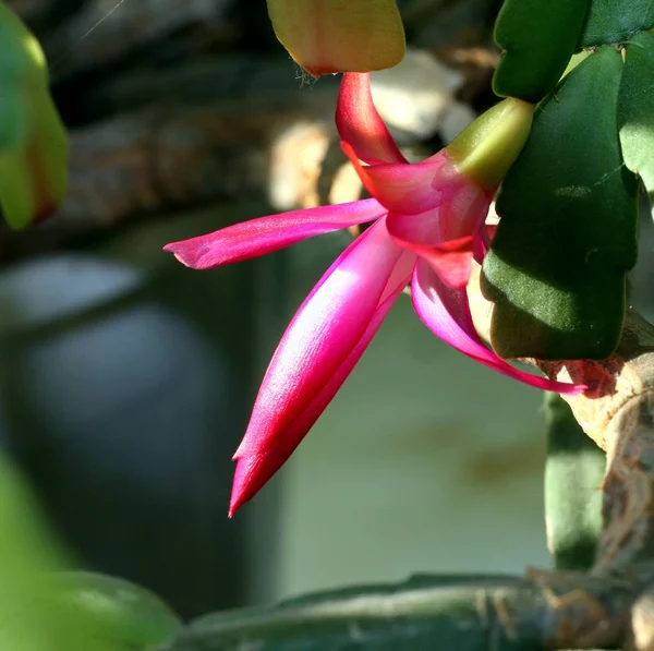 Beautiful flowers of Christmas cactus. Selected focus. Flower in big close up. — Stock Photo, Image