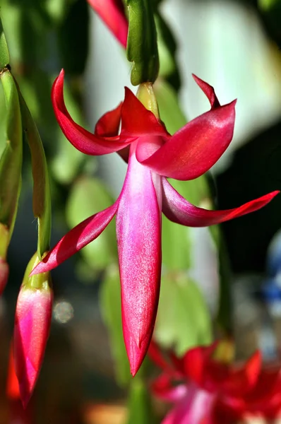 Buds of the Christmas Cactus flower in macro. Moldura em grande plano . — Fotografia de Stock