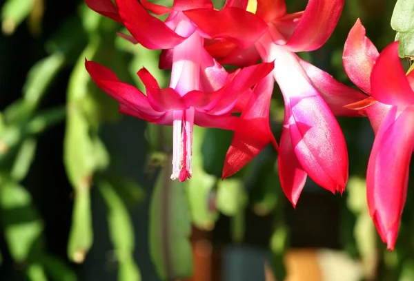 Buds of the Christmas Cactus flower in macro. Moldura em grande plano . — Fotografia de Stock