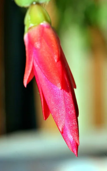 Çiçek açan Bud Christmas cactus. Makro. Seçilen odak. Büyük yakın kadar çiçek. — Stok fotoğraf