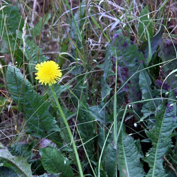 Löwenzahn im grünen Gras — Stockfoto