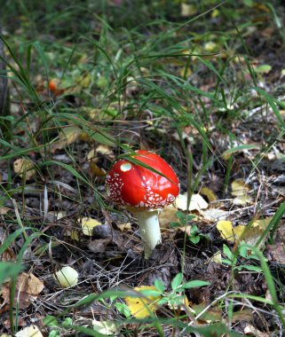 bir orman glade güzel benekli kırmızı mantar