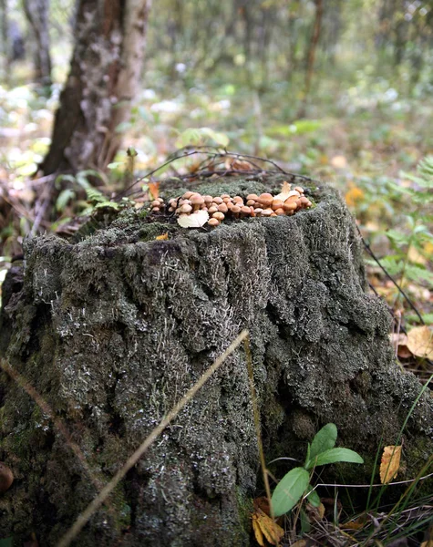 Funghi su ceppo vecchio — Foto Stock