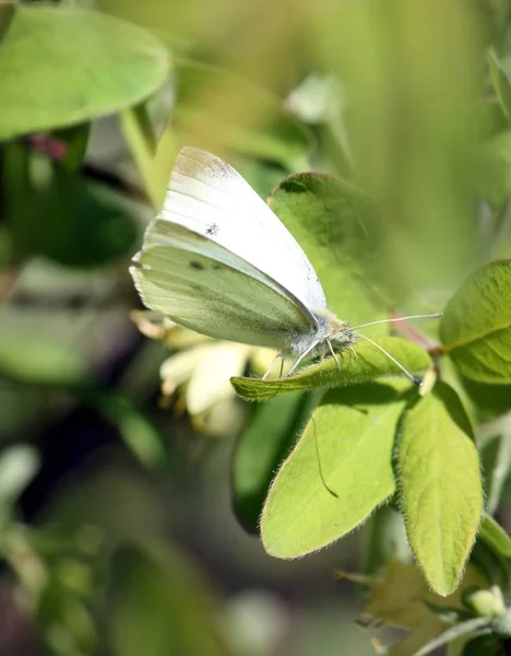 Farfalla di cavolo su una foglia verde . — Foto Stock