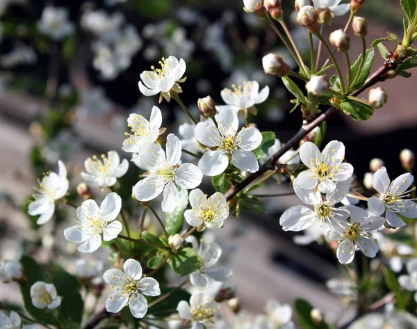 白開花桜の木の花のクローズ アップ。選択したフォーカス. — ストック写真