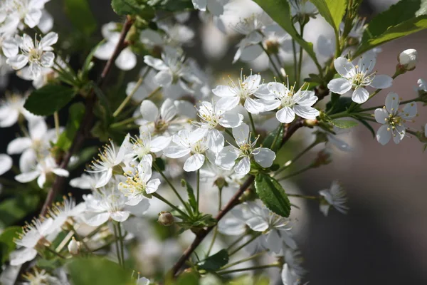 Wit bloeiende kersenboom bloemen close-up. Geselecteerde focus. — Stockfoto