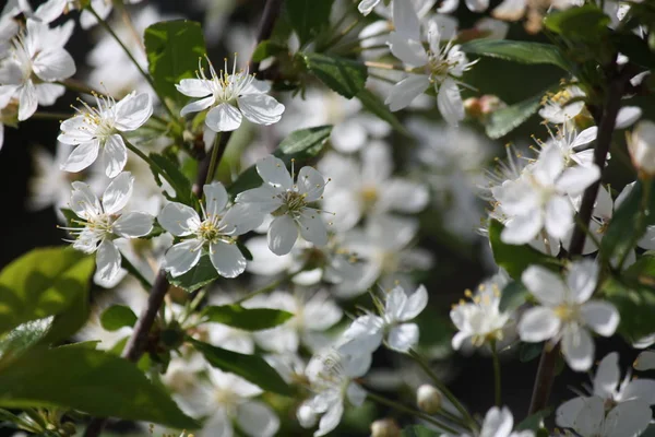 Vértes fehér cseresznyevirág — Stock Fotó
