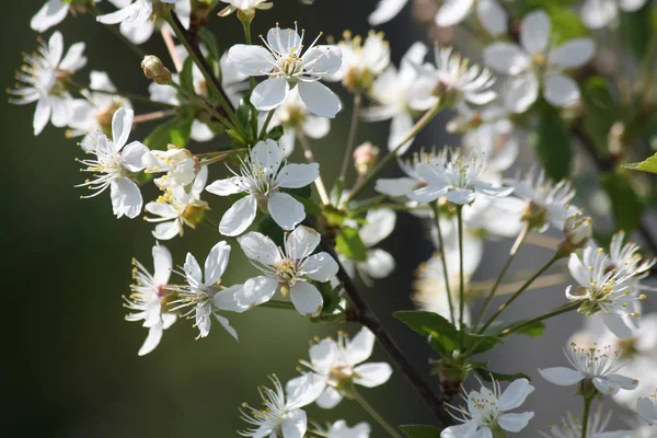 White cherry blossom closeup — Stock Photo, Image