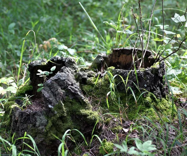 Velho toco de árvore e plantas em crescimento nele — Fotografia de Stock