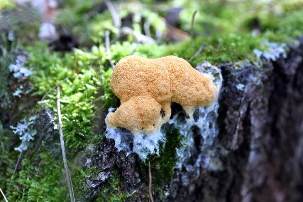 Cogumelo da floresta laranja é como uma esponja — Fotografia de Stock