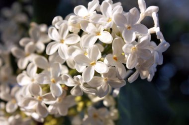 Akşam güneş ışığında beyaz leylak çiçek çiçek açmış. Makro fotoğraf.