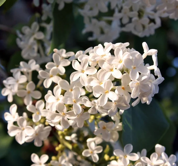 Bloeien wit lila bloemen in het licht van de avondzon. Macro foto. — Stockfoto