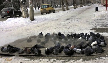 Donmuş güvercin fluffed tüy kadar. Sıcaklık kalkan güneşlenmek. Buhar geliyor. Frost eksi 25 santigrat derece.