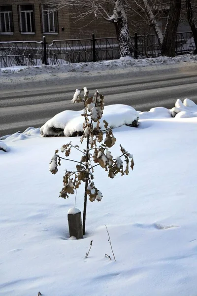 Небольшое засеяние дуба под пушистым снегом зимой. Южный Урал. Россия . — стоковое фото