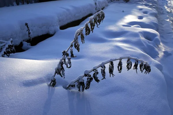Suche rośliny w śniegu, ogród w zimie. Mróz minus 28 stopni Celsjusza — Zdjęcie stockowe