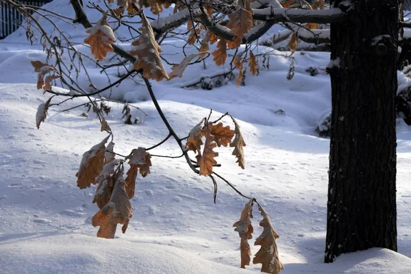 Branche de chêne aux feuilles jaune-orange recouvertes de neige . — Photo
