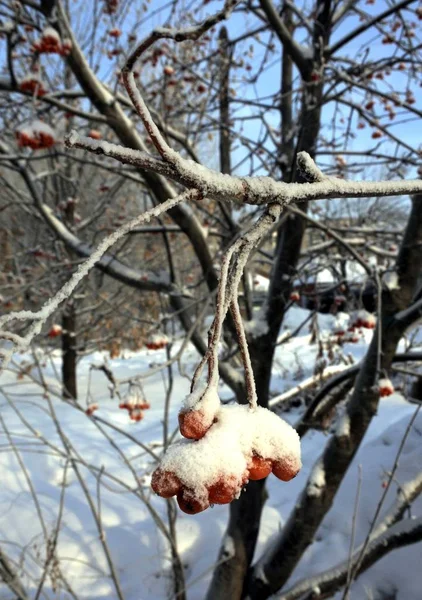 Branche de baies de rowan, recouverte de neige fraîche . — Photo