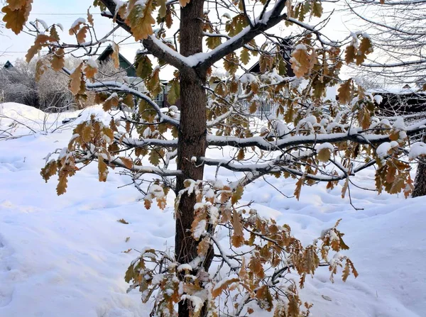 Branche de chêne aux feuilles jaune-orange recouvertes de neige . — Photo