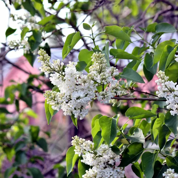 Bloemen wit Lila op een achtergrond van groene bladeren — Stockfoto