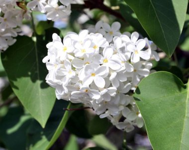 çiçek leylak yeşil yaprakları bir arka plan üzerinde beyaz