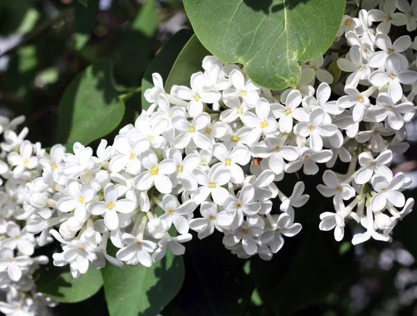 Blüht weißer Flieder auf einem Hintergrund grüner Blätter — Stockfoto