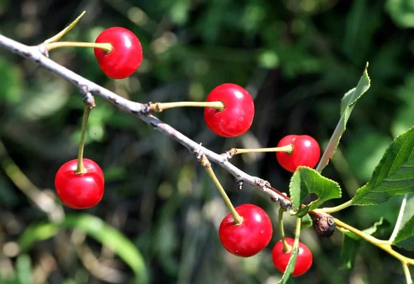 Mehrere Beeren reife Kirsche auf einem Zweig — Stockfoto