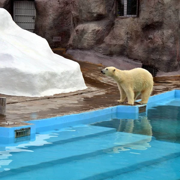 Polar bear in Zoo Stock Picture